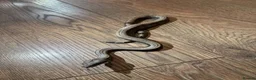 Boa Snake reptiles for sale: Sterling / super fire boa morph  in Bromley - Advert 1