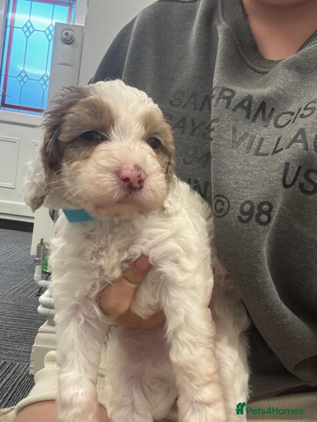Cockapoo dogs for sale: Beautiful F2 cockapoo puppies  - Advert 14