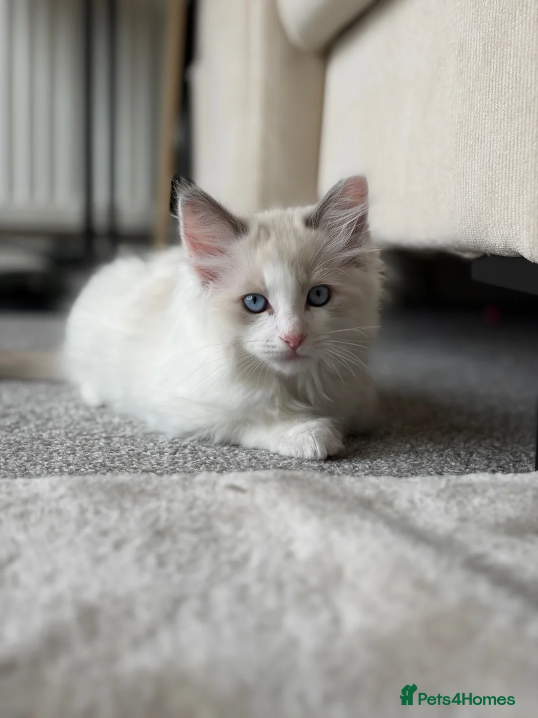 Ragdoll cats for sale: 🐾 Stunning Male Ragdoll Kitten Available 🐾 - Advert 2