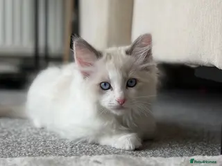 Ragdoll cats Stunning Purebred Male Ragdoll Kitten - Advert 8