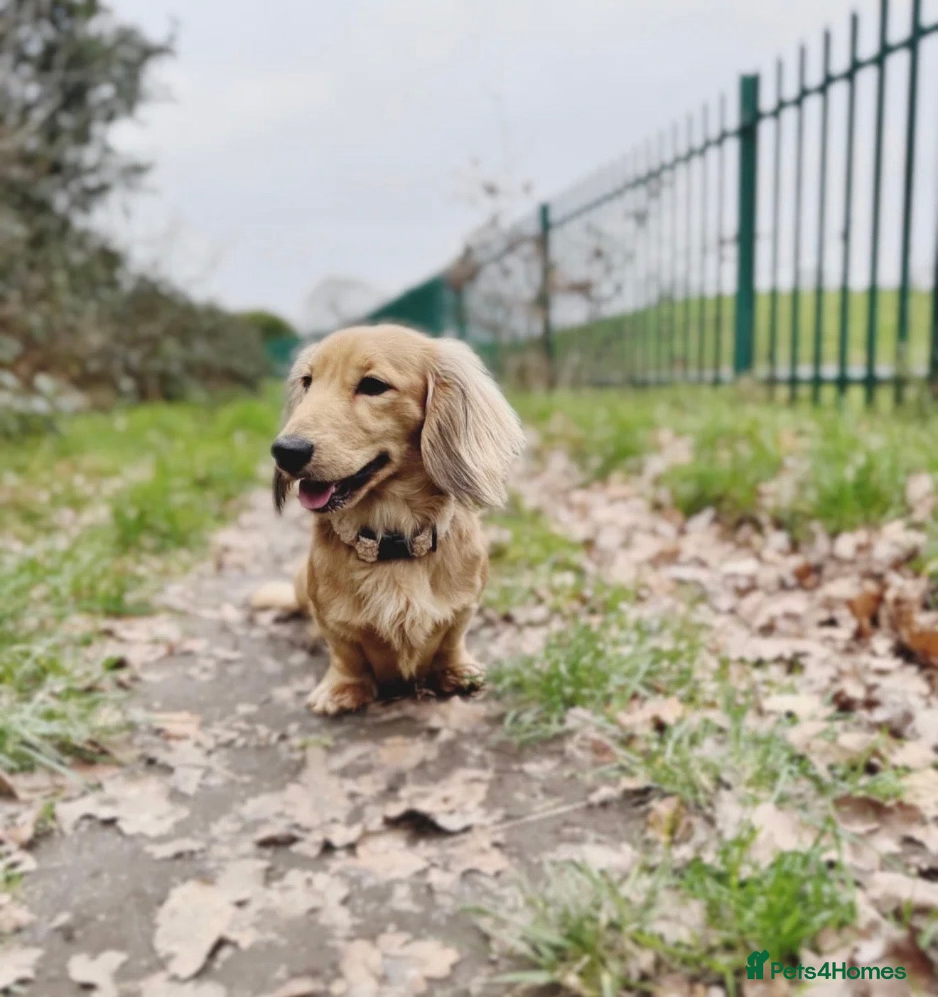 Miniature Dachshund dogs Shaded Cream Miniature Dachshund - Advert 2