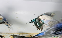 Parakeets birds for sale: Various colours/age  budgies  - Image 9