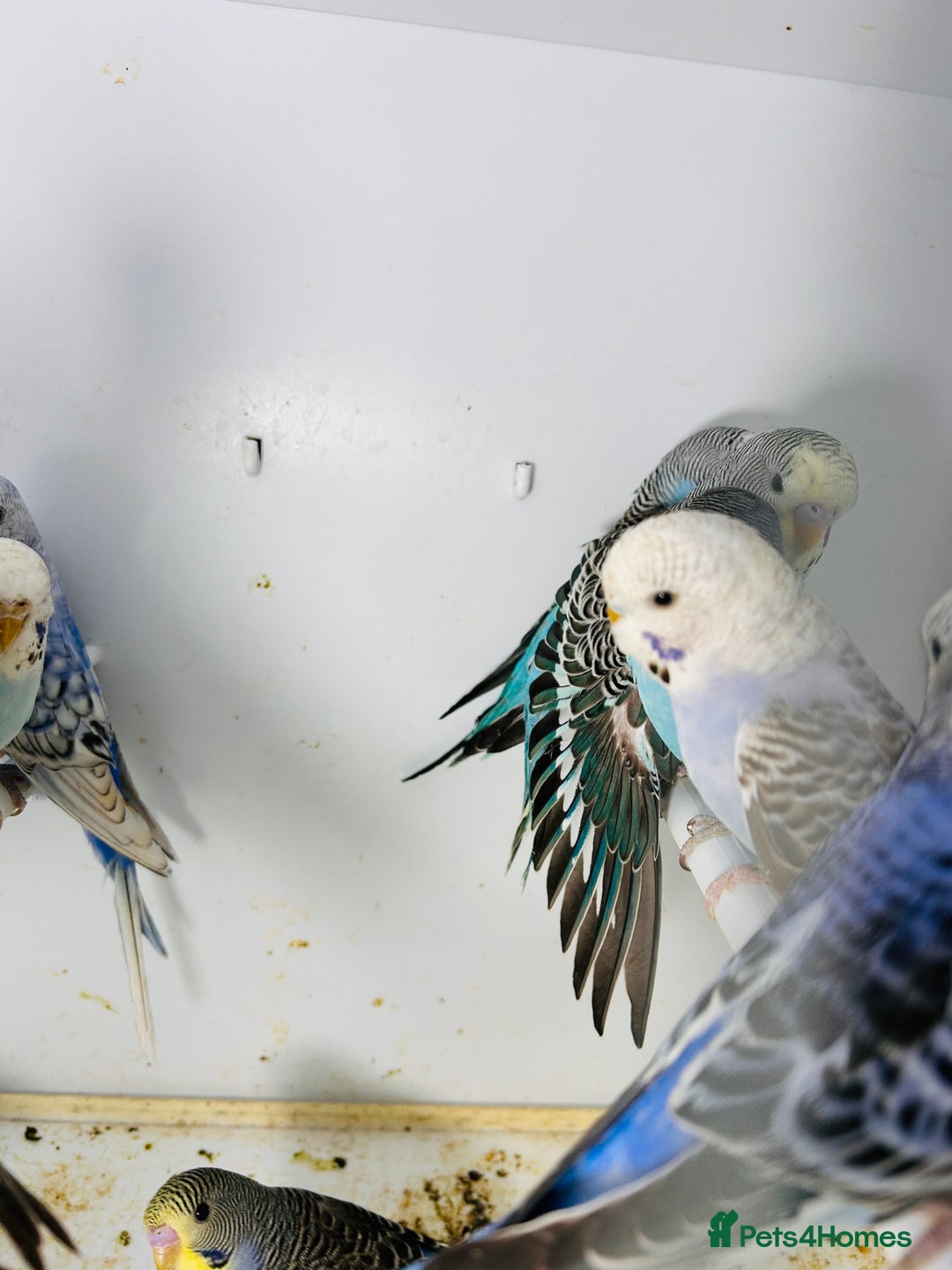Parakeets birds for sale: Various colours/age  budgies  - Image 9