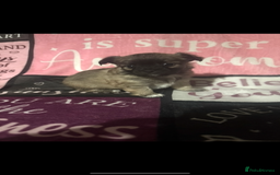 Chihuahua dogs for sale: 2 chihuahua Puppys  - Advert 1