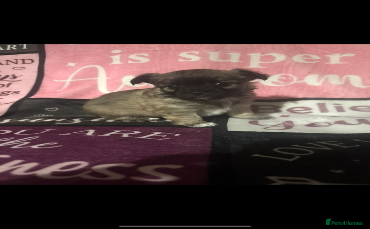 Chihuahua dogs 2 chihuahua Puppys  - Advert 8