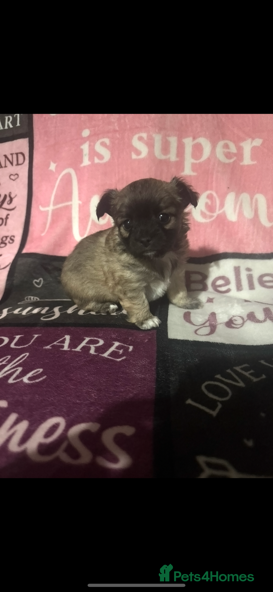 Chihuahua dogs for sale: 2 chihuahua Puppys  - Advert 1
