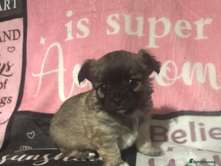 Chihuahua dogs for sale: 2 chihuahua Puppys - Advert 1