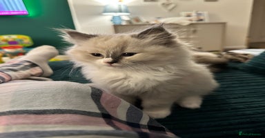 Ragdoll cats - Advert 4