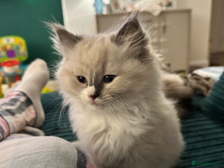 Ragdoll cats - Advert 3