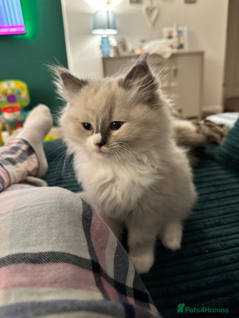 Ragdoll cats - Advert 3