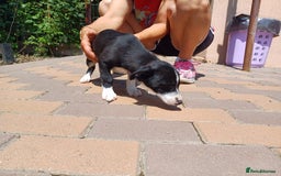 Mixed Breed dogs for adoption: Meet LUNA, a Lovely Puppy Girl - for a Loving Home - Image 22