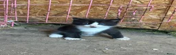 Ragdoll cats for sale: Ragdoll X Kittens  - Advert 3