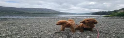 Cavapoo dogs for sale: Cavapoo DNA clear last boy left  - Advert 6
