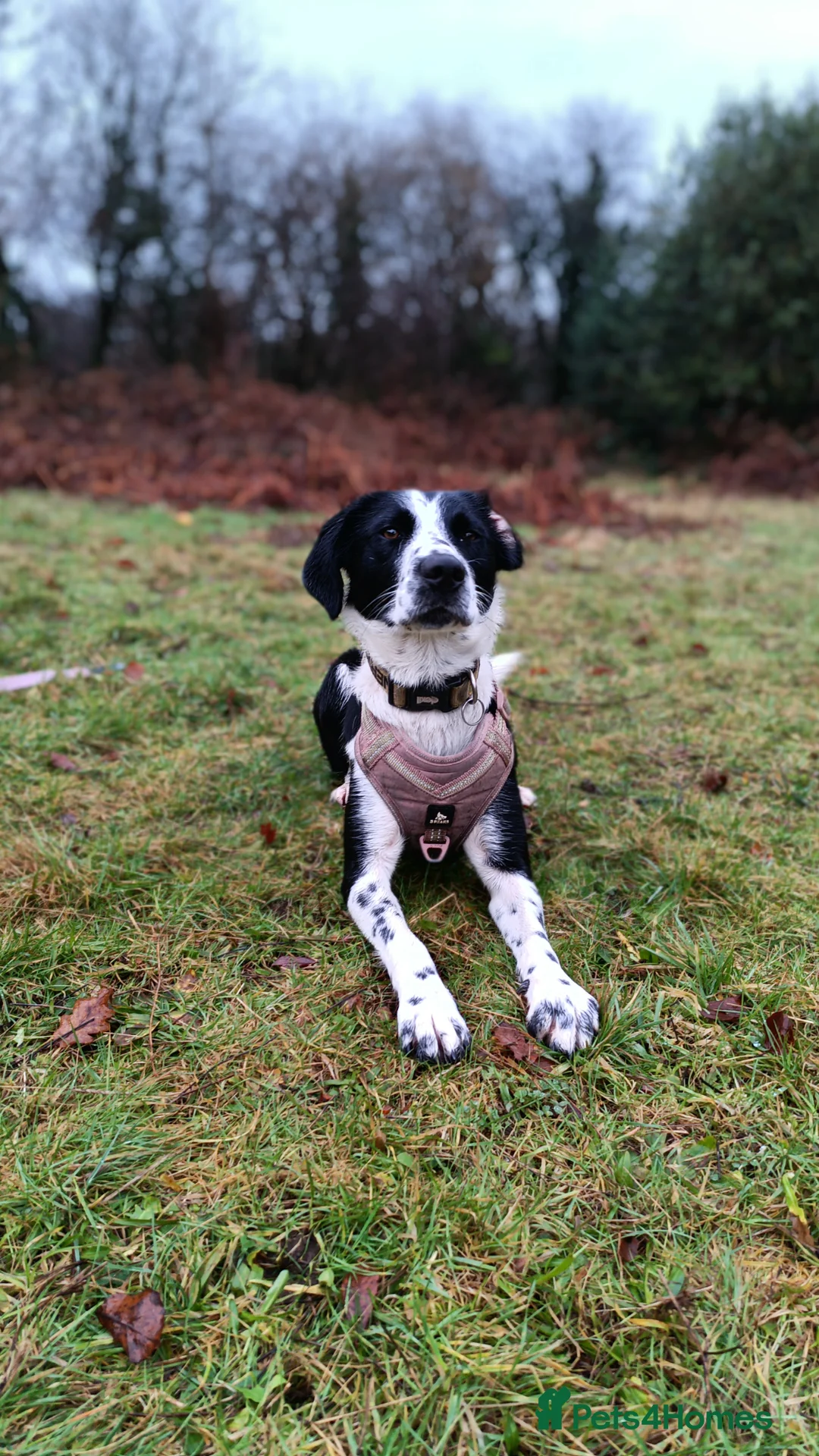 Mixed Breed dogs for sale: Poppadom Collie X Spaniel - Advert 1