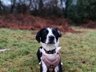 Mixed Breed dogs Poppadom Collie X Spaniel - Advert 3