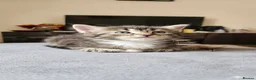 Mixed Breed cats for sale: Beautiful British long and short hair litter  in Worcester - Advert 2