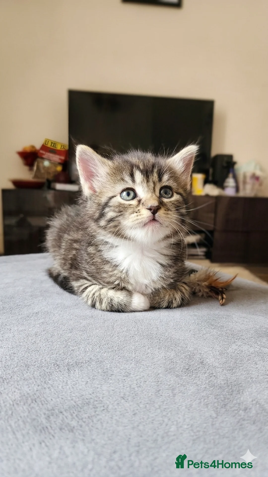 Mixed Breed cats for sale: Beautiful British long and short hair litter  in Worcester - Advert 2