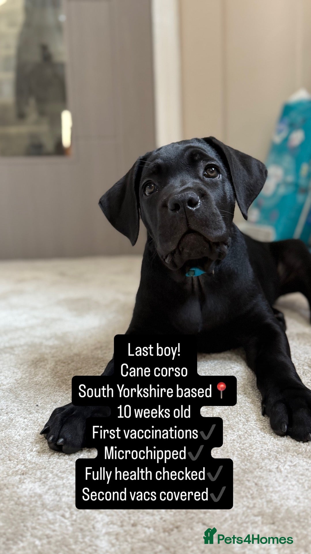 Cane Corso dogs 🐾 1 BOY LEFT CANE CORSO PUPPIES🐾 - Advert 5