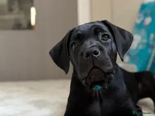 Cane Corso dogs 🐾ONE BEAUTIFUL CANE CORSO BOY STILL AVAILABLE🐾 - Advert 1