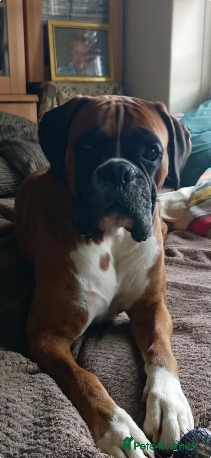 Boxer dogs PROVEN STUD - GRANDSON OF ‘LOVELYCHUNKYMONKEY’  - Advert 6