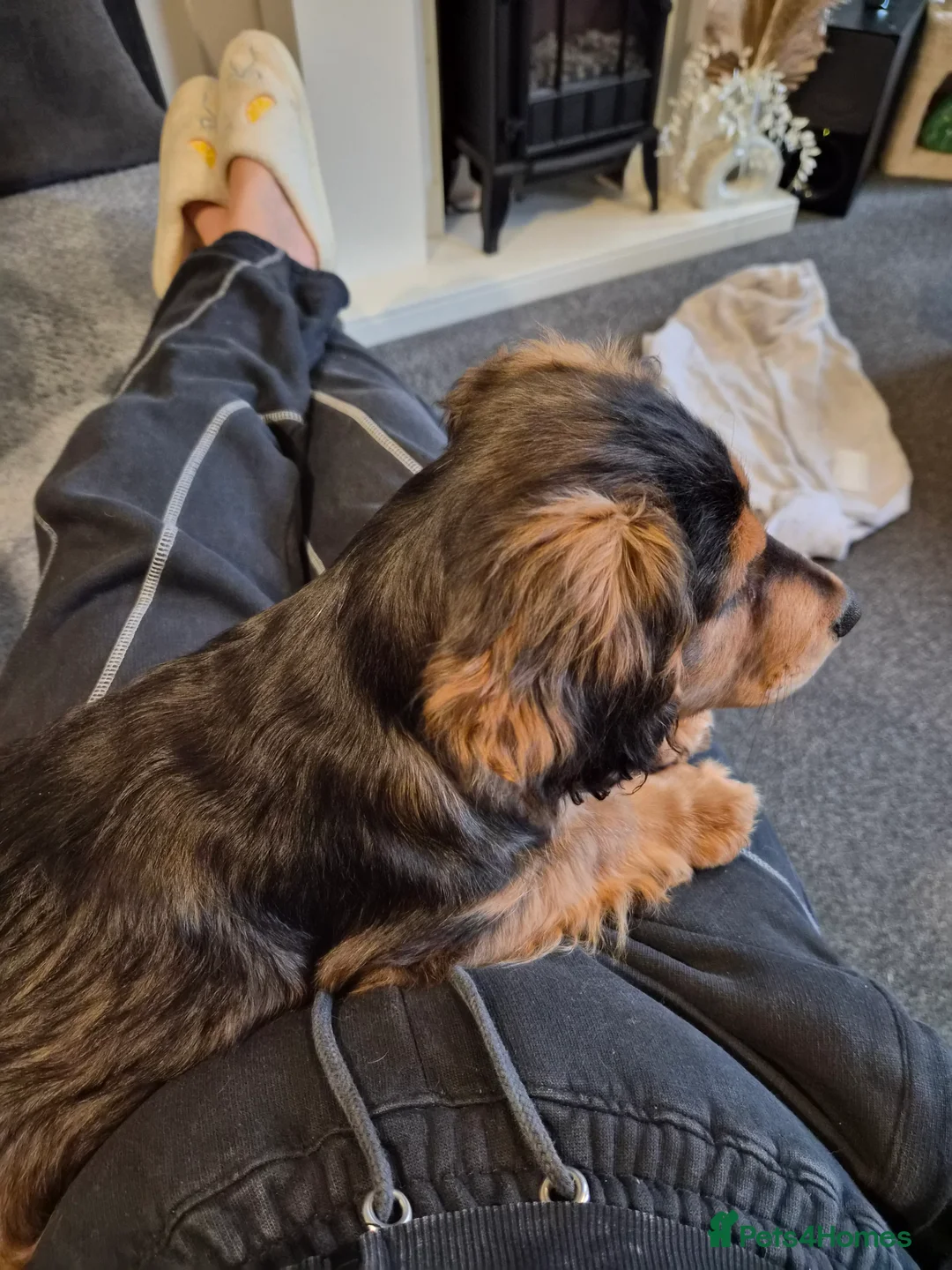 Mixed Breed dogs for sale: 15 week old male cocker  in Ashton-under-Lyne - Advert 2