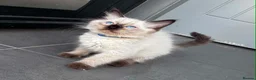 Ragdoll cats for sale: Pure breed ragdoll kittens READY NOW  - Advert 13