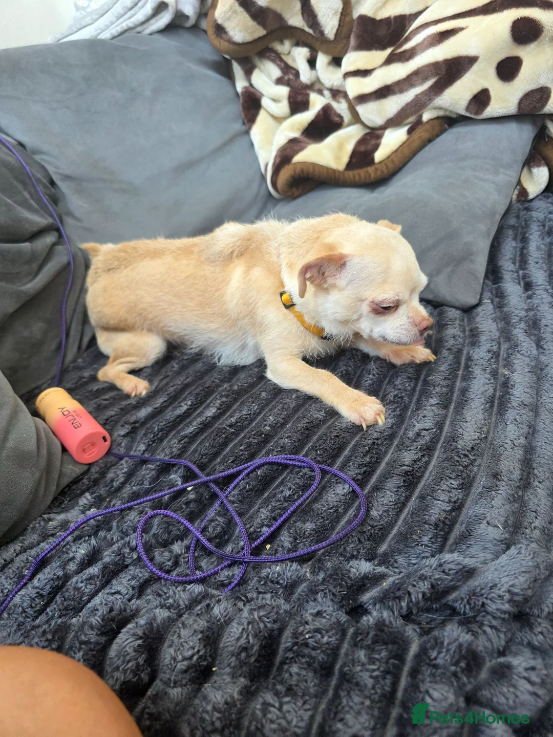 Chihuahua dogs for sale: Beautiful chihuahua  - Advert 2