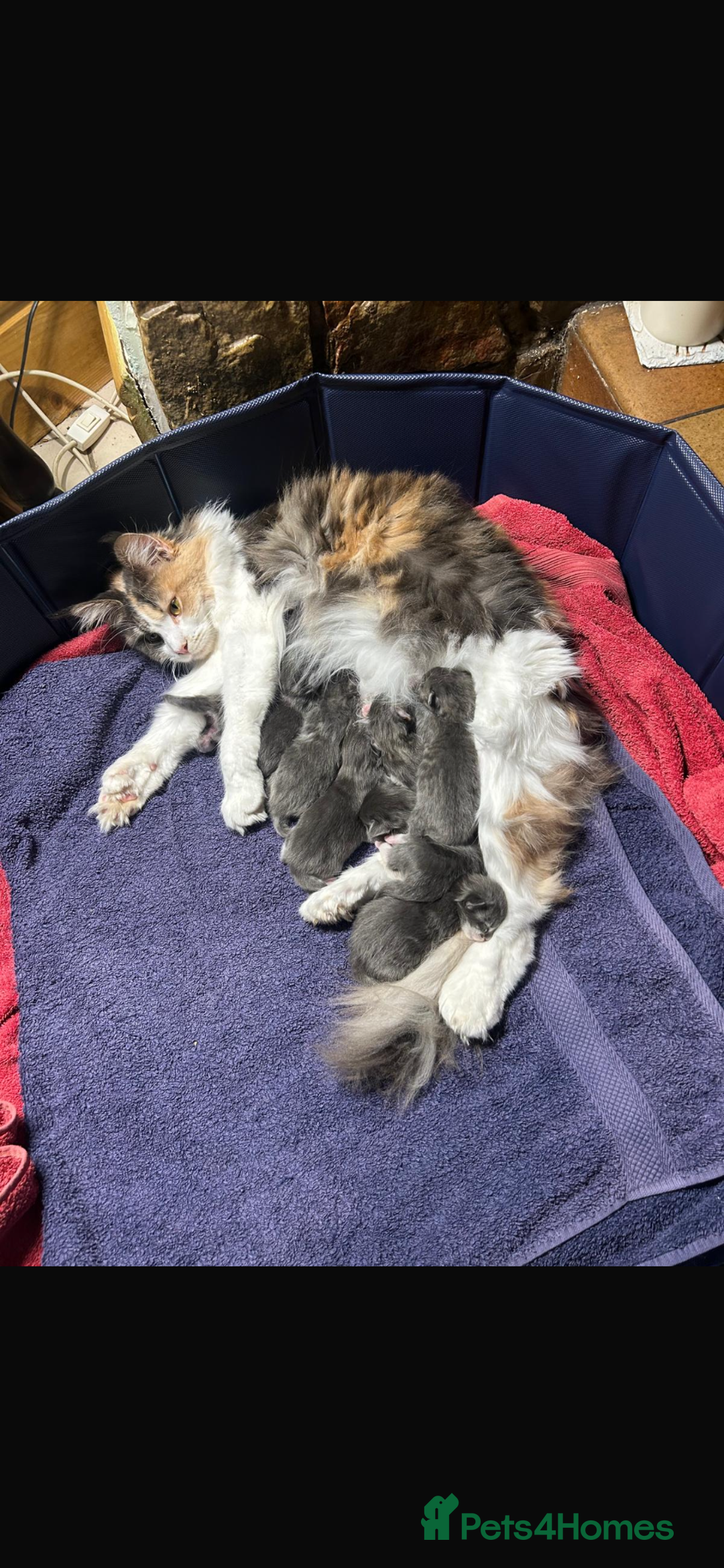 Maine Coon cats for sale: Maincoone kittens - Advert 1