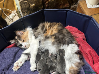 Maine Coon cats Maincoone kittens - Advert 5