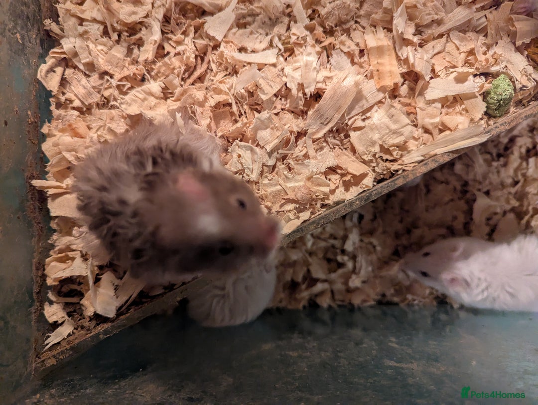 Hamster rodents for sale: 4 beautiful Syrian hamsters  - Image 3