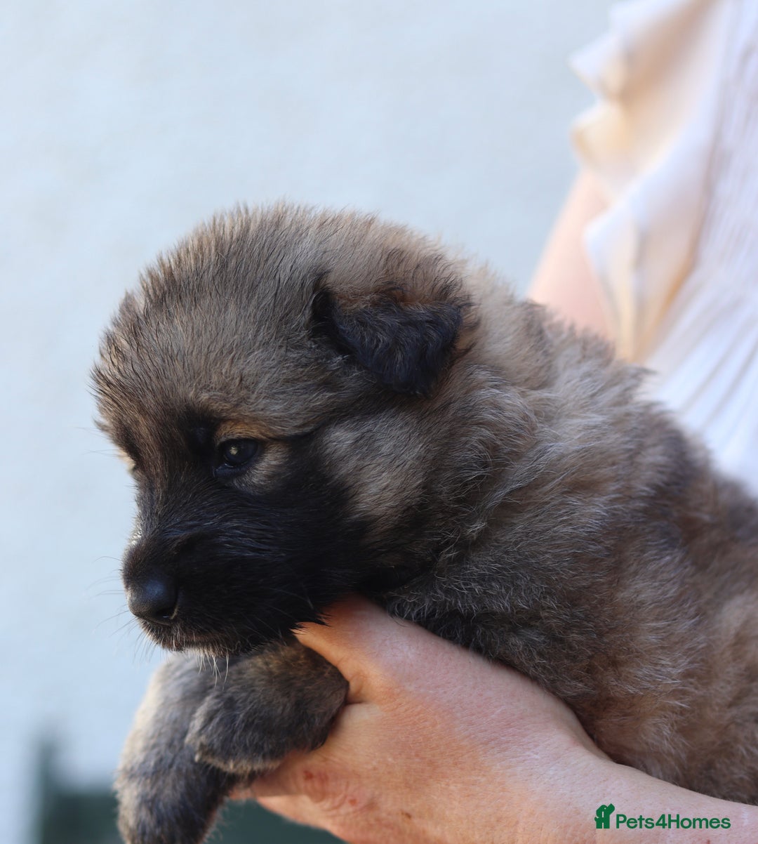 German Shepherd dogs for sale: Adorable GSD pups, straight back line, KC reg - Image 23