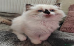 Ragdoll cats for sale: Ragdoll  - Image 2