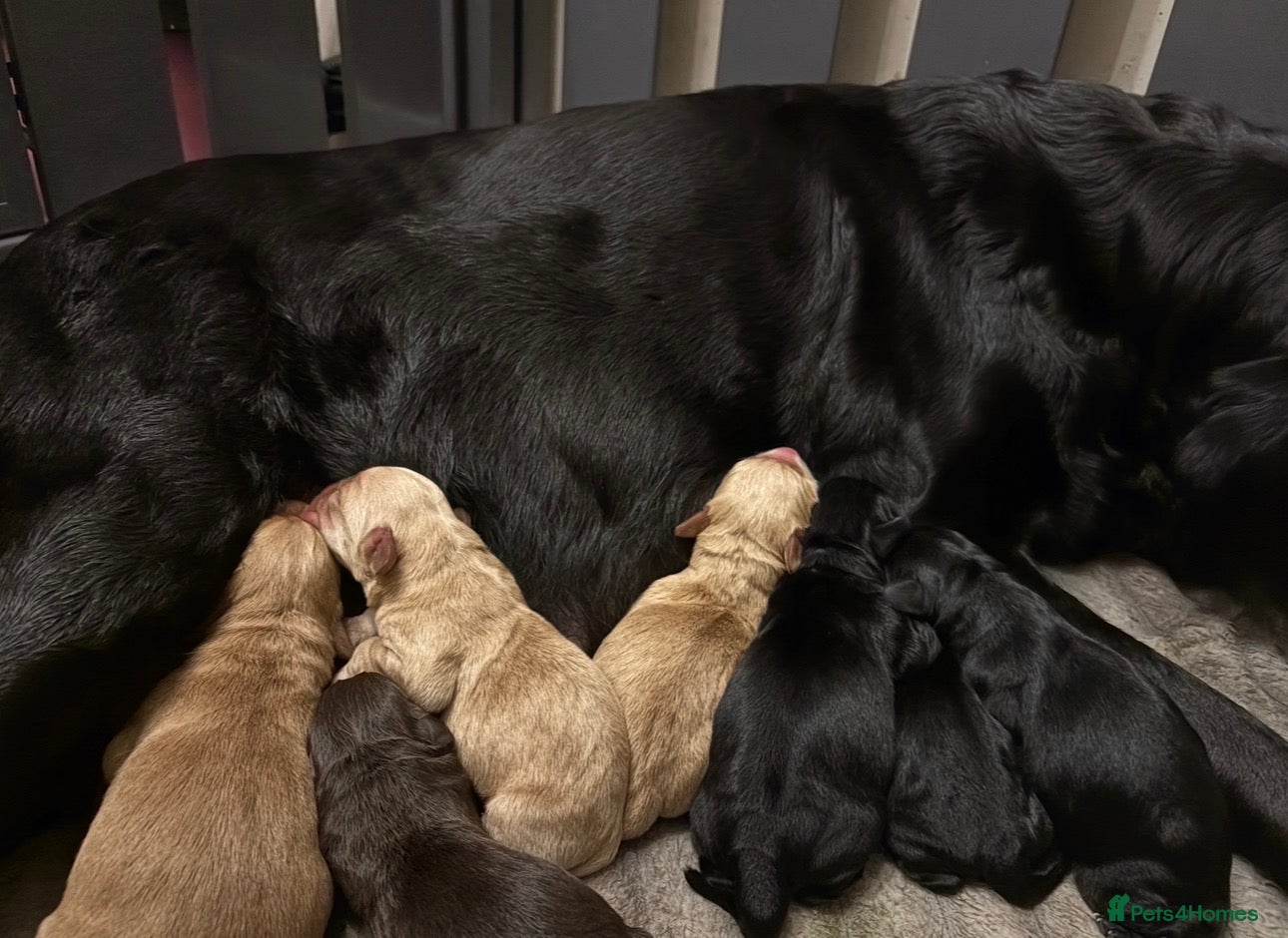 Cockerdor dogs GORGEOUS COCKERDOR PUPPIES💛🖤 - Advert 2