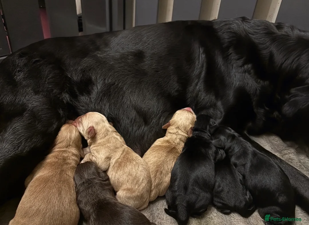Cockerdor dogs for sale: GORGEOUS COCKERDOR PUPPIES💛🖤 - Advert 2