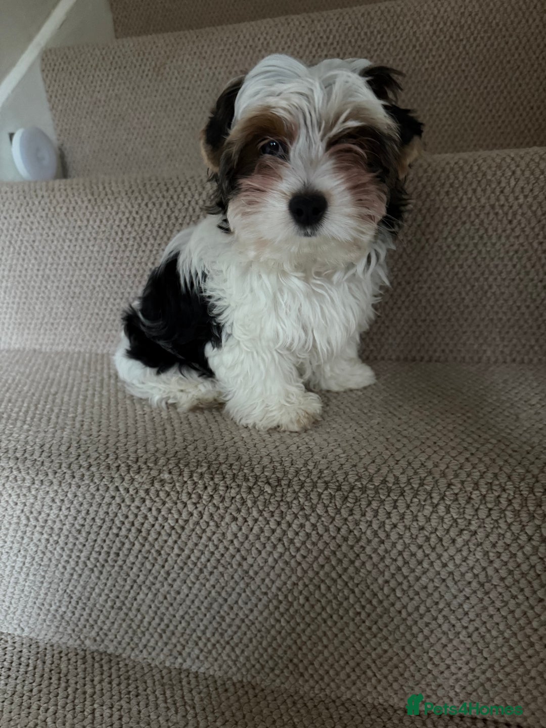 Biewer Terrier dogs for sale: One beautiful boy for sale  - Advert 2