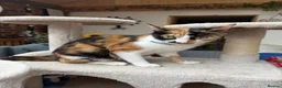 Mixed Breed cats for sale: 2 beautiful playful kittens for sale - Advert 11