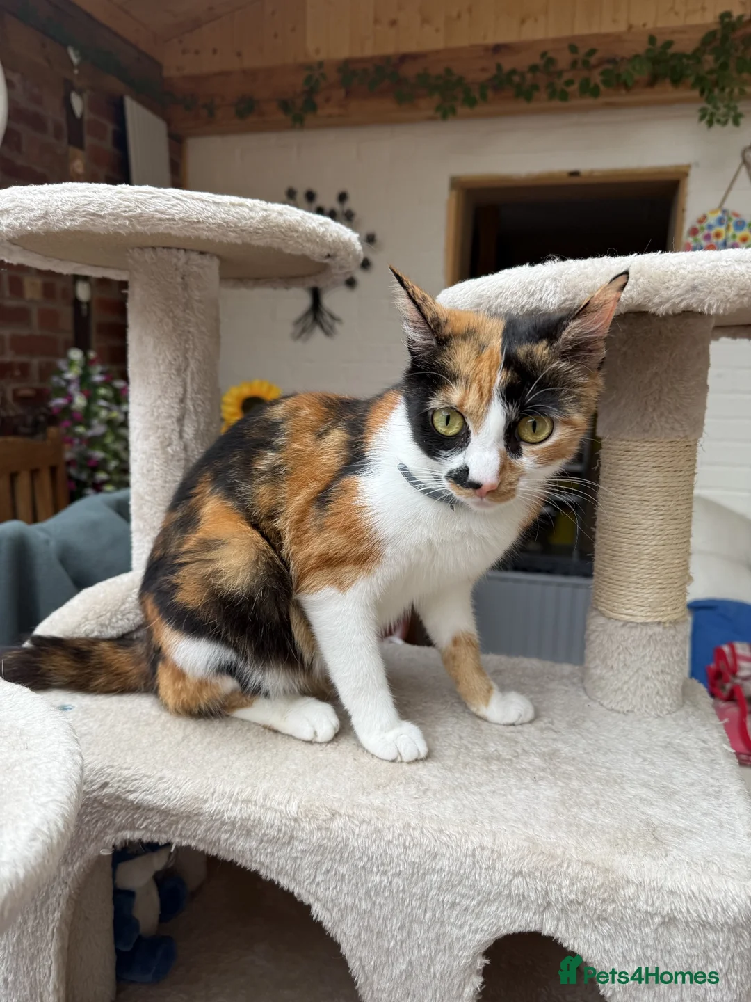 Mixed Breed cats for sale: 2 beautiful playful kittens for sale - Advert 11