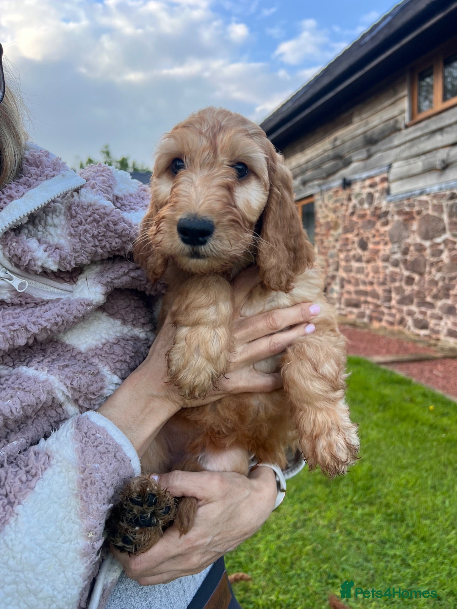 Irish Doodle dogs Beautiful F1Standard Irish doodle puppies  - Advert 3
