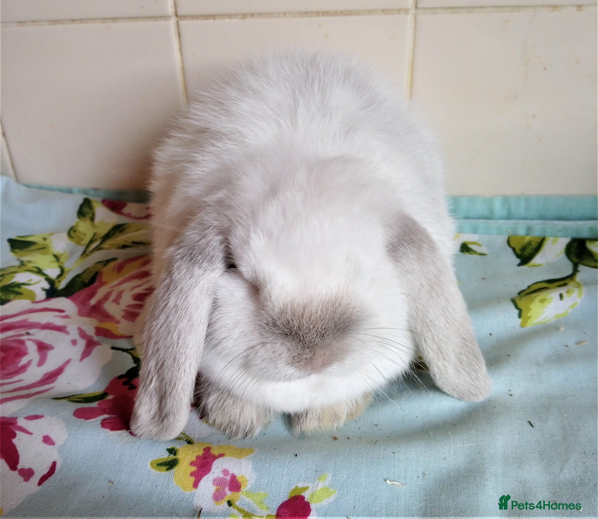 Mini Lop rabbits Pedigree Mini Lops - Advert 1