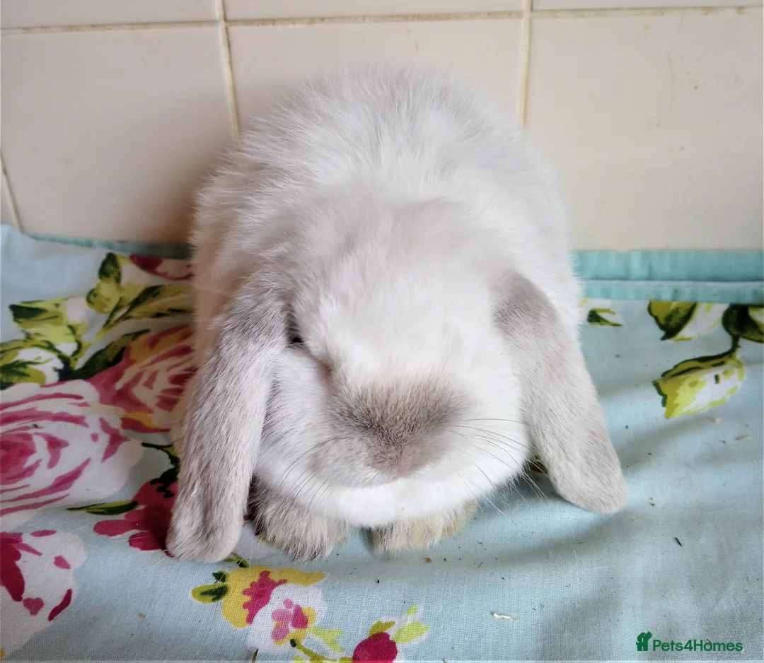 Mini Lop rabbits for sale: Pedigree Mini Lops - Advert 1