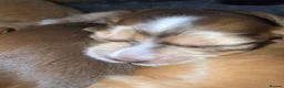 Cocker Spaniel dogs for sale: KC Registered Show Type Cocker Spaniel Puppies  - Advert 5
