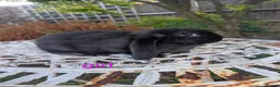 French Lop rabbits for sale: Pure bred french lops - Advert 4