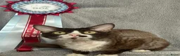 Devon Rex cats for stud: ⭐ CHAMPION, PROVEN, CHOCOLATE DEVON REX, REG'ED in Salisbury - Advert 2