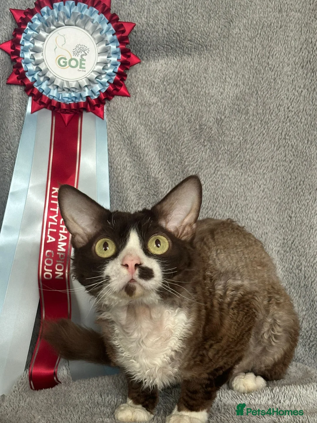 Devon Rex cats for stud: ⭐ CHAMPION, PROVEN, CHOCOLATE DEVON REX, REG'ED in Salisbury - Advert 2