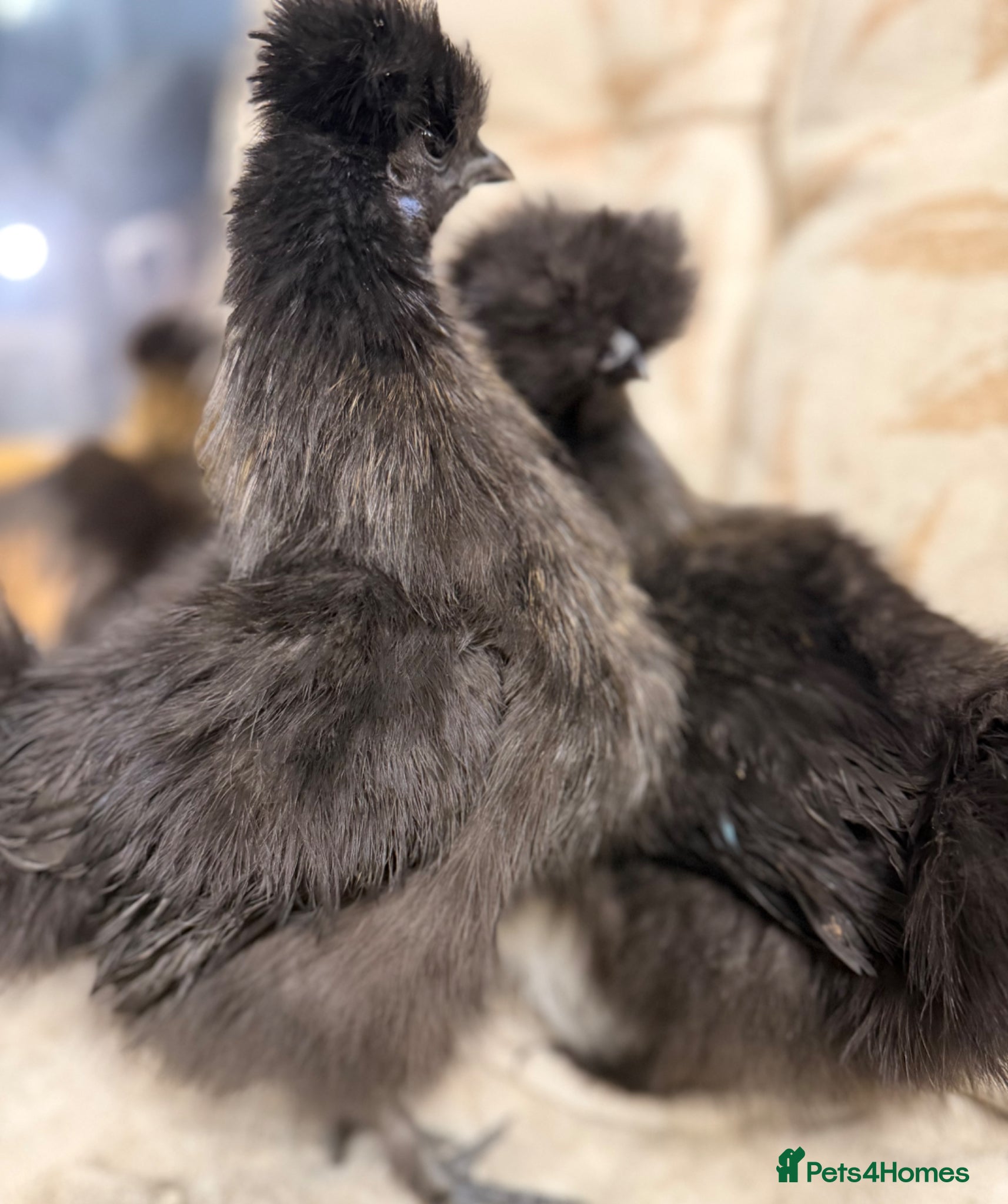 Chickens poultry 5 x silkie pullets - Advert 2