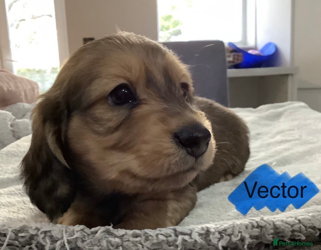 Miniature Dachshund dogs for sale: PRA Clear Mini Longhair Dachshund Pups Cream Red.. - Advert 19