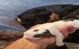 Cocker Spaniel dogs for sale: Kc registered show type puppies - Image 10