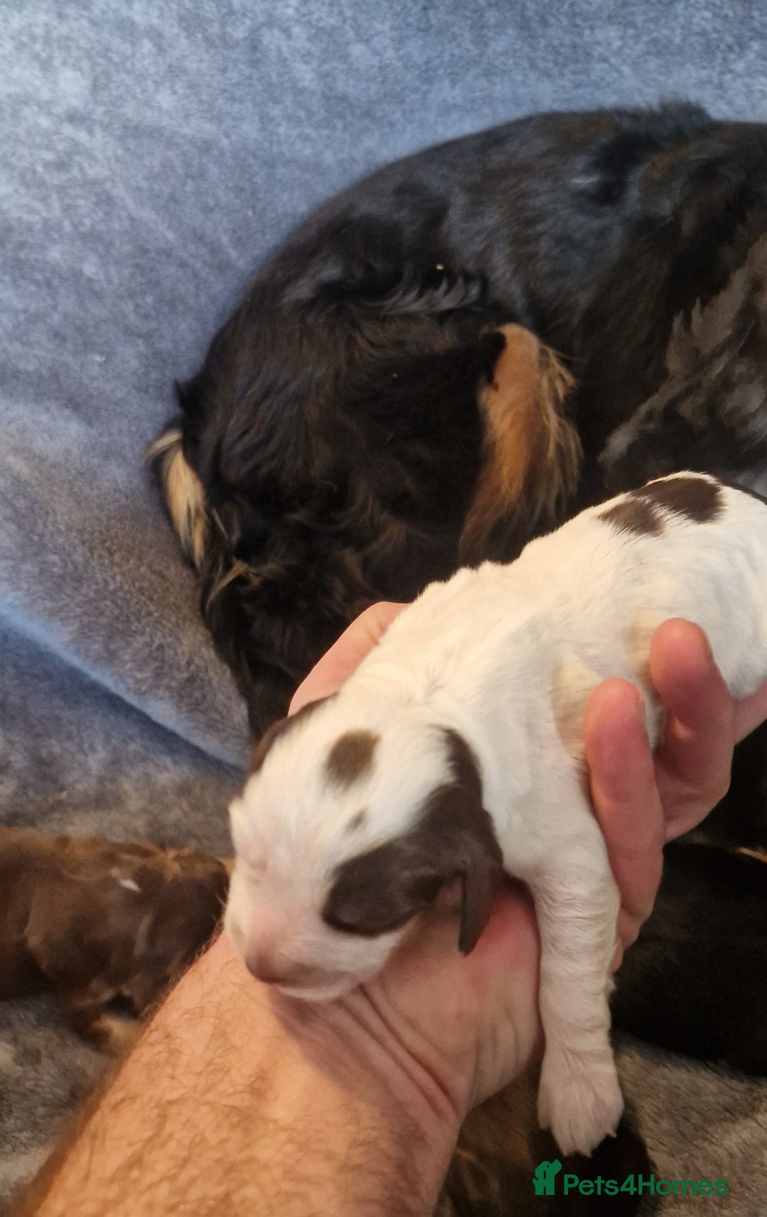 Cocker Spaniel dogs for sale: Kc registered show type puppies - Image 10