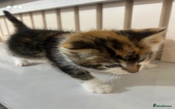 British Longhair cats for sale: Beautiful Fluffy Long-Haired British Tabby Kittens - Image 12
