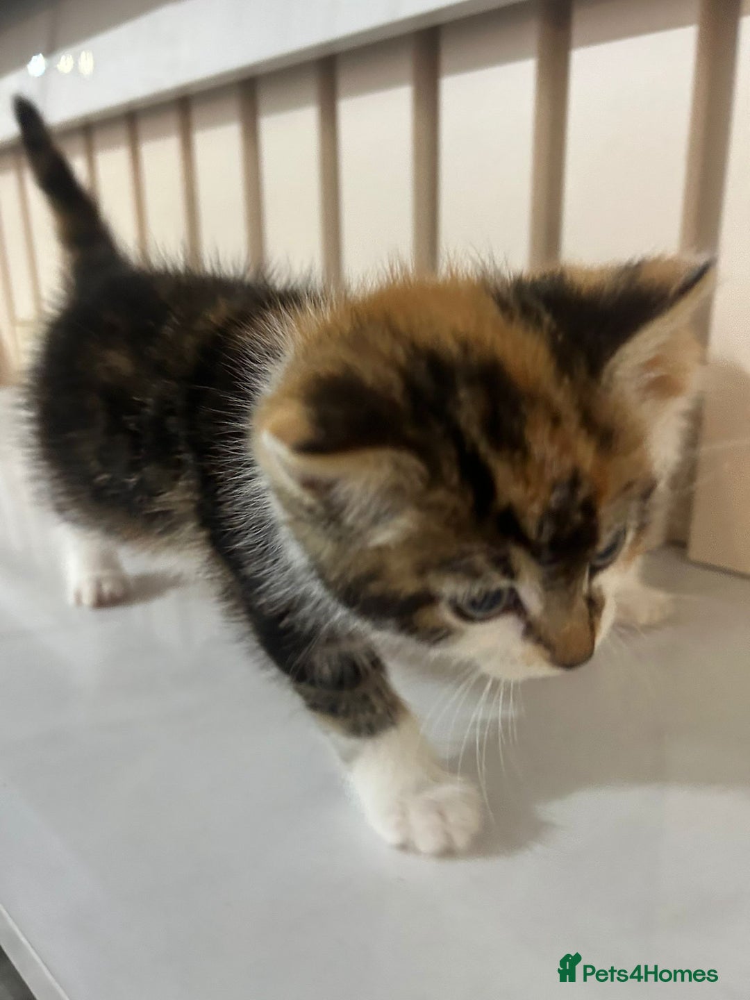 British Longhair cats for sale: Beautiful Fluffy Long-Haired British Tabby Kittens - Image 12